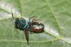 Chrysis comparata
